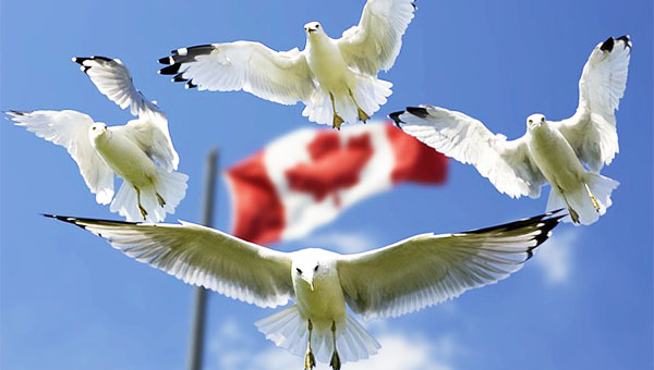 カナダの国旗と空を飛ぶ鳥